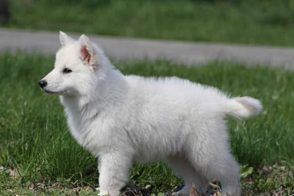 Щенки БШО в Москве фото 31