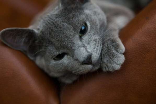 Милая трогательная кошечка Алиса ищет дом в Москве фото 10