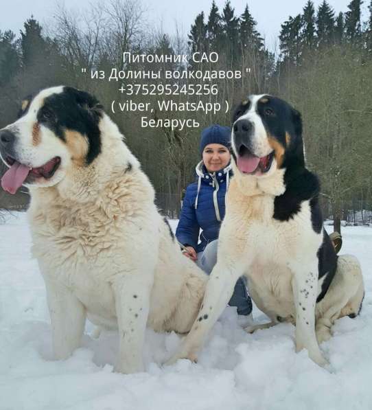 Щенки среднеазиатской овчарки (Алабая) в продаже в фото 14