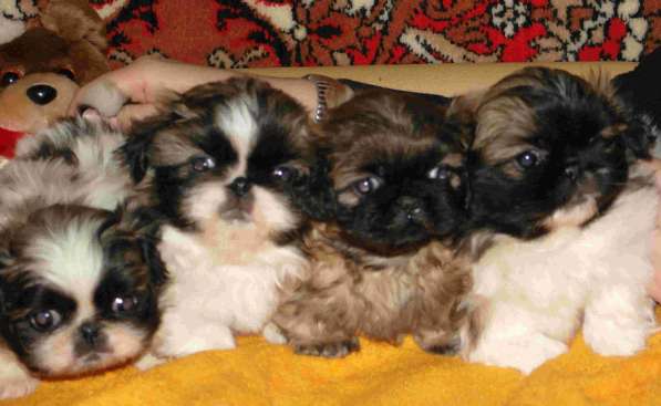 Пекинес Ростов на Дону в Ростове-на-Дону