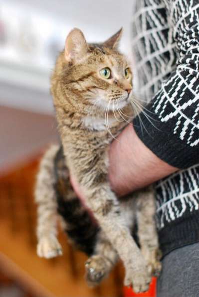 Кошка с потрясающим трогательным взглядом ищет дом в Москве фото 4