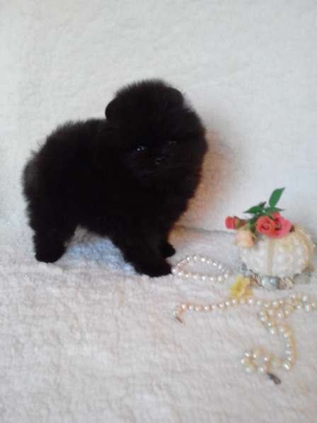 Померанский шпиц с выставочной оценкой в Нижнем Новгороде фото 3