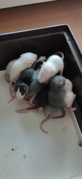 Продам крысят в фото 4