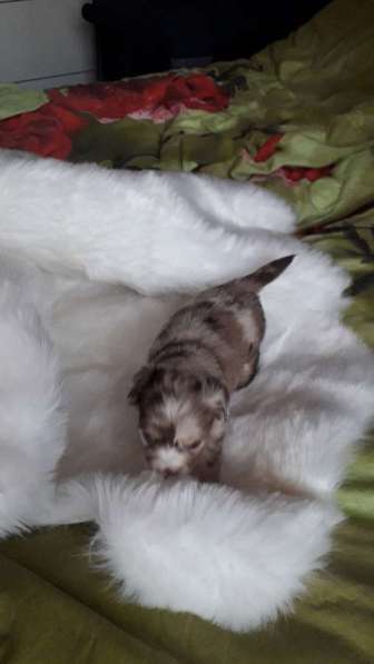 Chihuahua ❤❤❤ Один малыш ещё свободный в фото 15