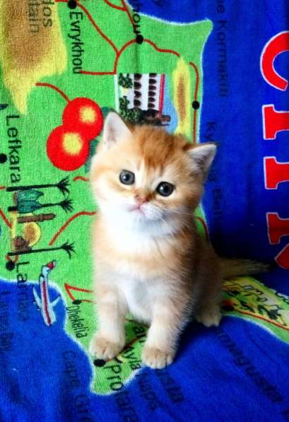 Британская золотой котик в Санкт-Петербурге фото 11