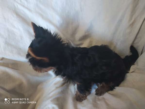 Миник мальчик йорк и стандарт девочка в Севастополе фото 3