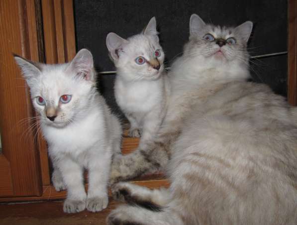 Тайские котята в Краснодаре фото 4