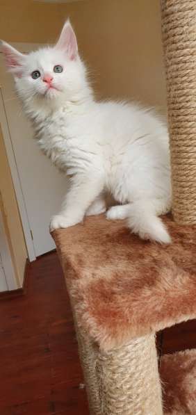 Котята Мейн-кун в Санкт-Петербурге фото 3