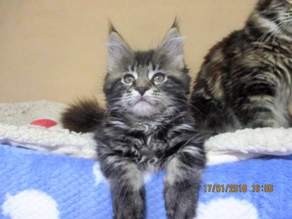 Красотка кремового солидного окраса из питомника Arktur в Тюмени фото 43