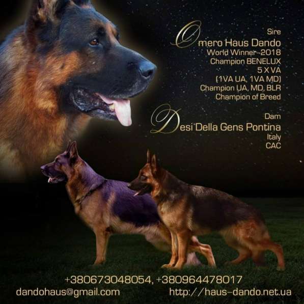 Щенки овчарки Питомник в фото 44