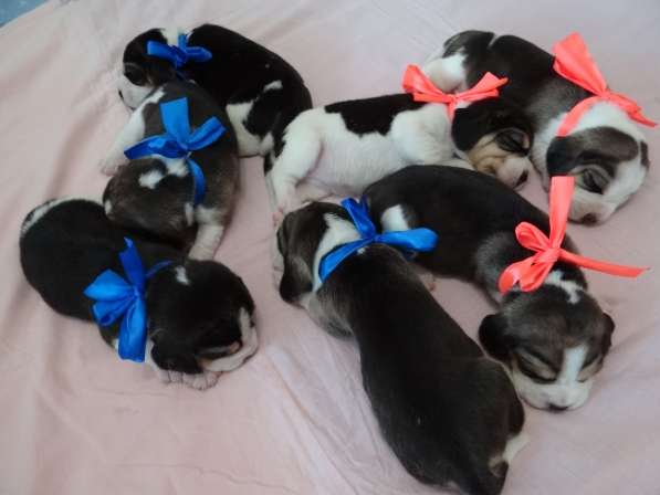 Продаются щенки бигля в Волгограде фото 28