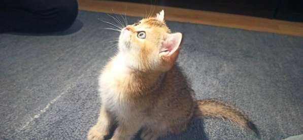 Котята британские короткошерстные золотые шиншиллы в фото 8