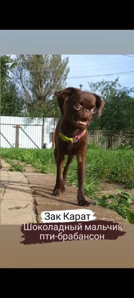 Щенки пти-брабансона в Москве фото 4