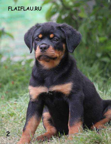 Ротвейлер мальчик топ-класса в Самаре фото 6