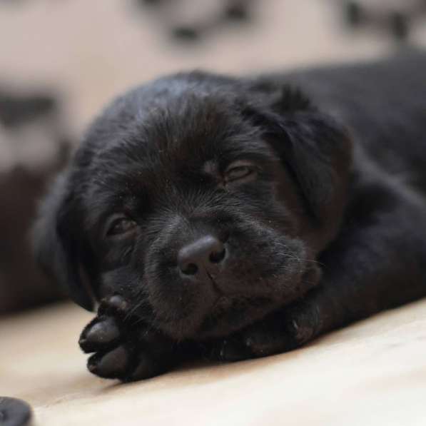 Щенки лабрадора- ретривера в фото 40