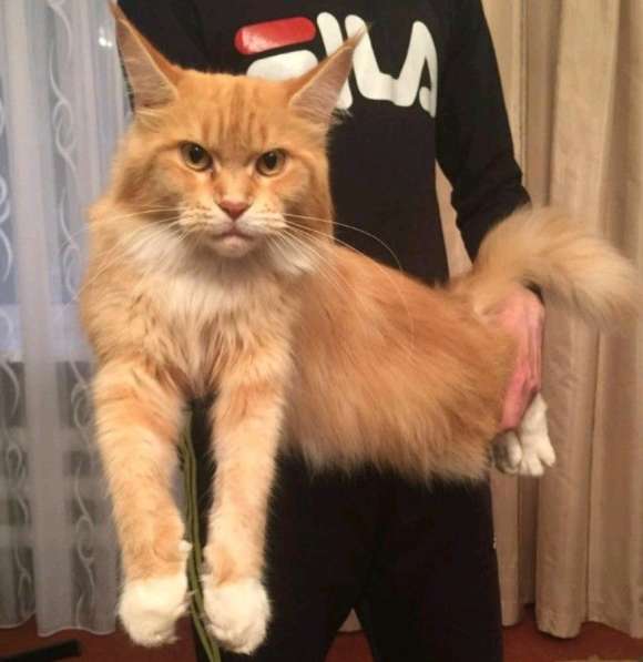 Роскошная кошка мейн - кун в Твери