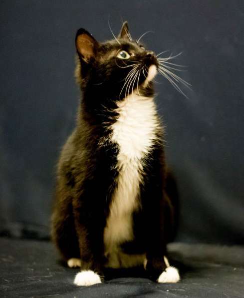 Феликс – очарование классики! в Москве