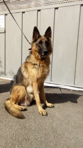 Щенок немецкой овчарки из питомника Вансед в Краснодаре фото 13