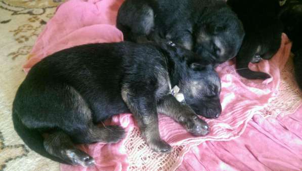 Продаются щенков ВЕО в Евпатории фото 44