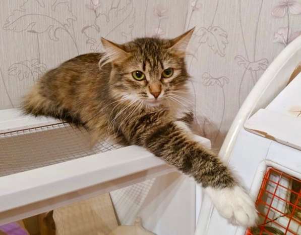 Шикарная пушистая трехцветка Джулия в добрые руки в Москве фото 3