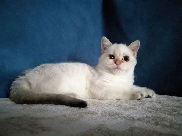 Котик с голубыми глазами в Казани фото 4
