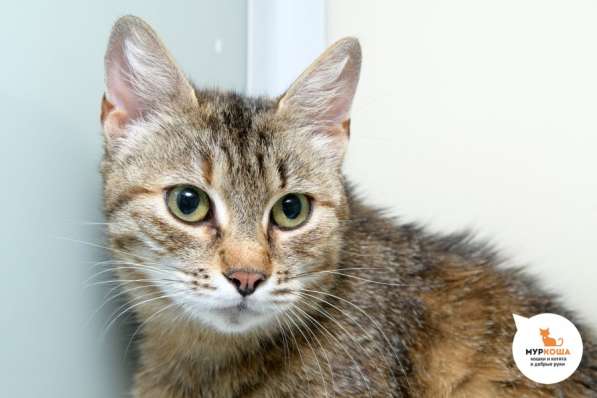 Кошка Индира