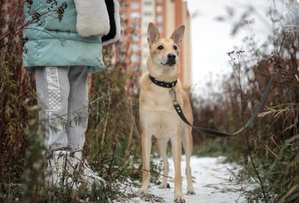 Пёс с глазами как у нерпы в Санкт-Петербурге фото 4