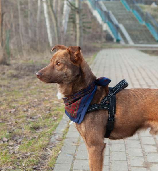 Рыжая собака Ижир в добрые руки в Москве фото 7