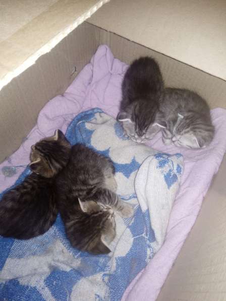 Породам котят в Оренбурге фото 6