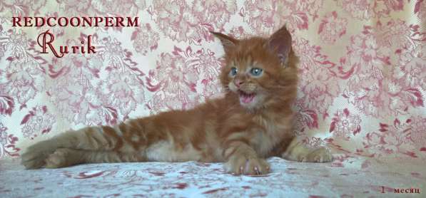 Кот мейн кун - Рюрик - уникального красного окраса в Тюмени фото 3