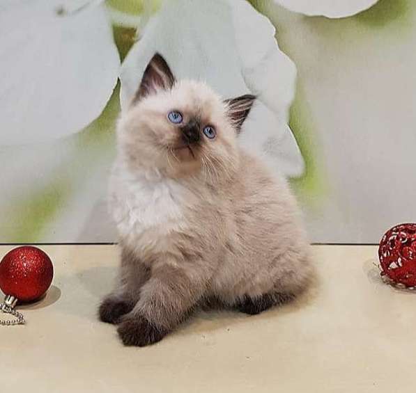 МАМОЧКИН СИБИРЯК в Москве фото 6