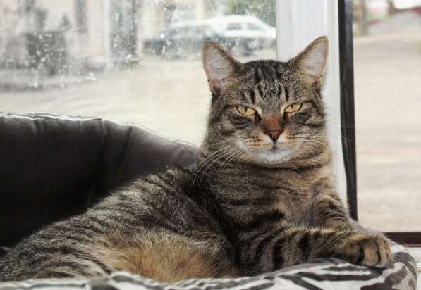 Тигран Потапыч, настоящий полосатый кот. В добрые руки в Калуге фото 4