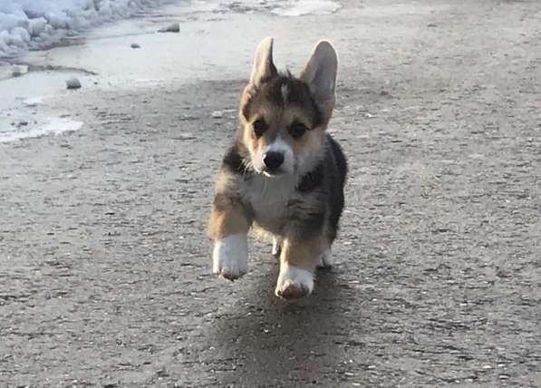 Welsh corgi pemproke в Москве фото 5