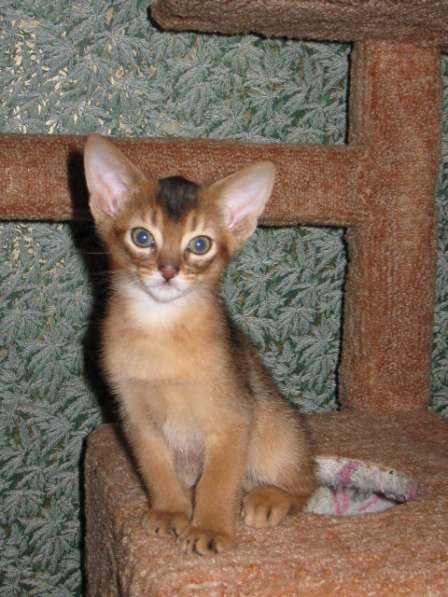 Продажа АБИССИНСКИХ котят в Дмитрове фото 8