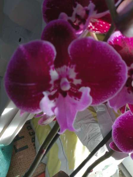 Орхидея в Невинномысске фото 4