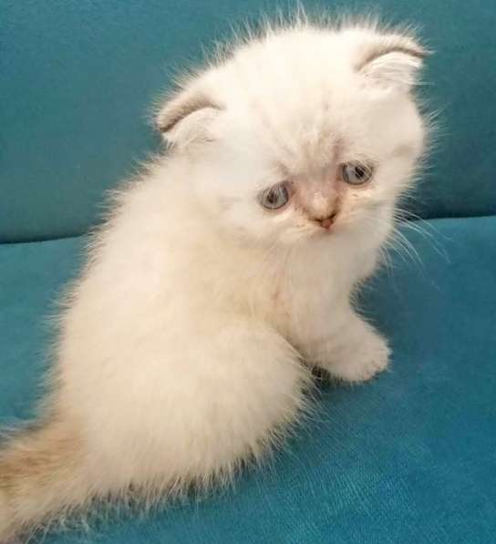Шотландские котята в фото 10