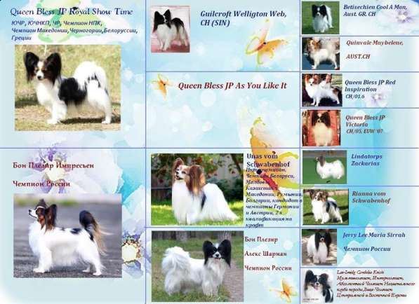 Щенки папийончики в Челябинске