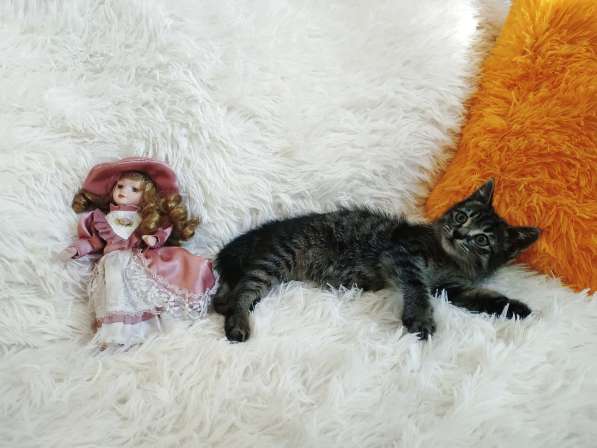 Ручной котенок 1,5мес. самец в Санкт-Петербурге фото 9