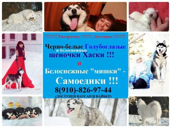 Хаски черно-белые и белоснежные в Великом Новгороде