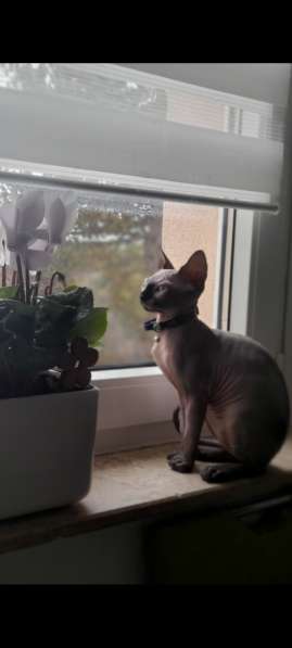 Продаются Котята Сфинкс Эльф в фото 8