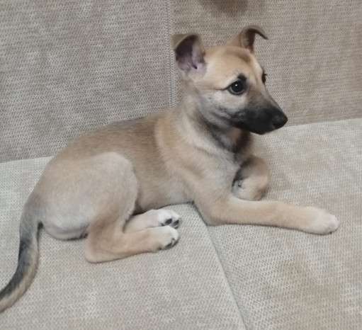 Керри ищет дом! в Москве фото 5