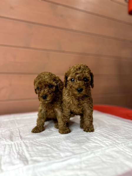 Карликовый Пудель Poodle в фото 23