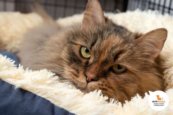 Кошка Анджелина в Москве фото 4