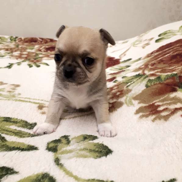 Щенки чихуахуа в Москве фото 18