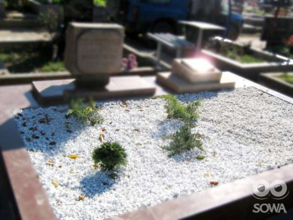 Озеленение могил в Севастополе фото 3