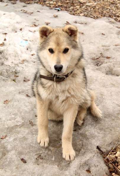 Волчонок с преданностью собаки ищет любящую семью в Москве фото 4