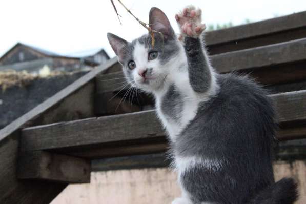 Котята в добрые руки в Томске фото 4
