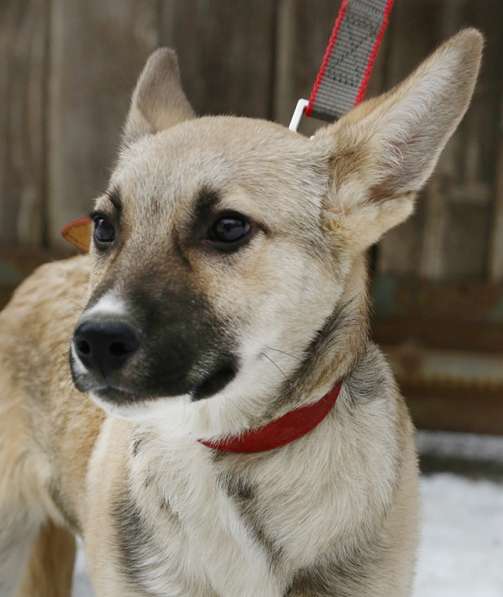 Тонконогая собачка-лань Елисея в добрые руки в Москве фото 22