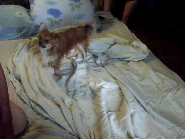 Вязка: Кобель чихуахуа в фото 6