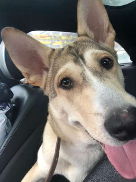 Лёня - метис хаски 9-ти месяцев в Москве фото 8